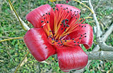 ✬1.The first certified Quality Image uploaded by Earth100: A Bombax ceiba flower or Cotton Tree in full bloom on the living branch of the tree as Photographed by Earth100 on March 10 2013 at Tung Chung, Lantau island, south western Hong Kong.