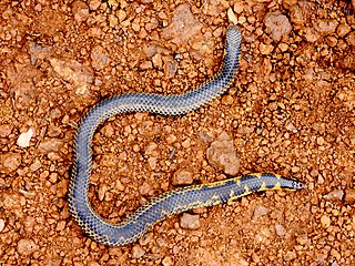 <i>Uropeltis macrolepis</i> Species of snake