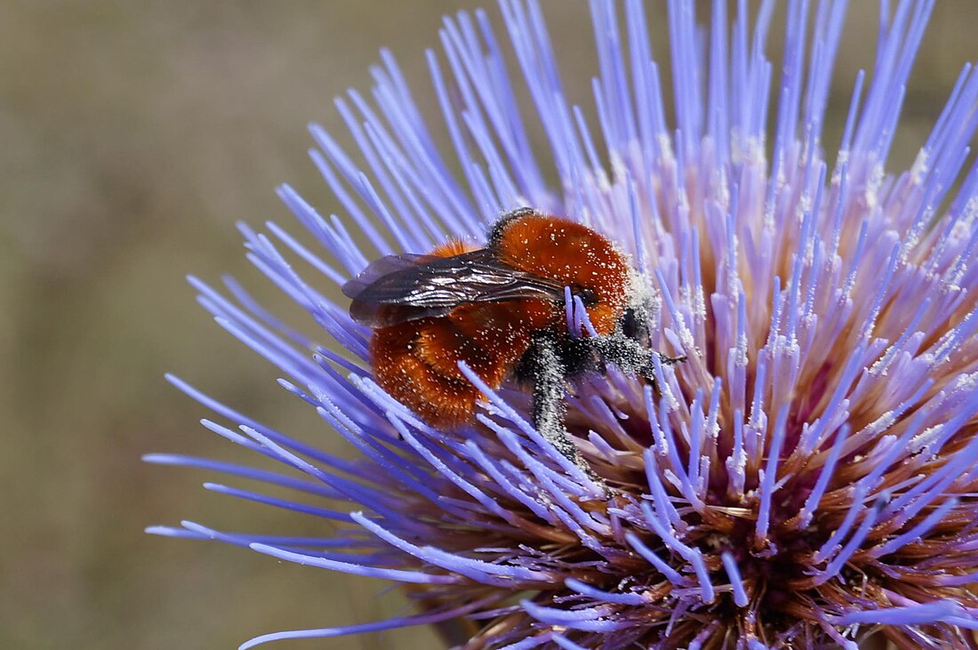 Bombus dahlbomii