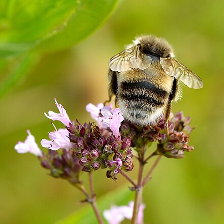 Pollination with white-tailed bumblebee