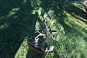 View of Bonsai Garden Lal Bag Bangalore