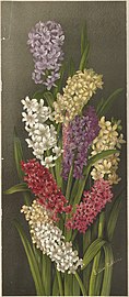 Bouquet of Hyacinths (Boston Public Library).jpg