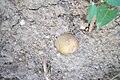 A potato tuber uncovered by rain.