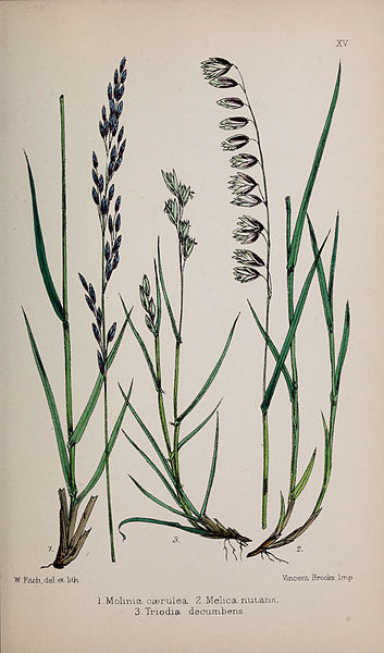 File:British grasses (Plate XV) (6765398527).jpg