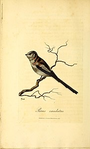 British ornithology (18961530765).jpg