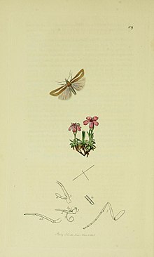 Britská entomologievolume6Plate109.jpg