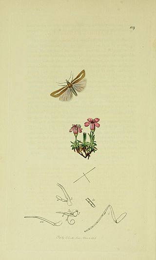 <i>Catoptria furcatellus</i> Species of moth