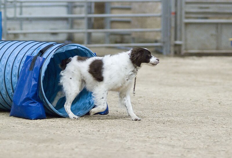 File:Brittany dog liver.jpg