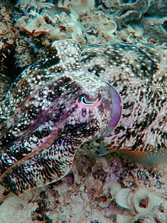 <i>Sepia latimanus</i> Species of cephalopods known as the broadclub cuttlefish