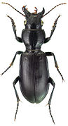 January 22: The ground beetle Broscus cephalotes.