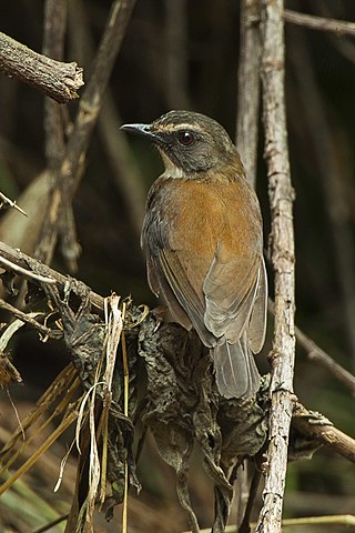 <span class="mw-page-title-main">Brown-chested alethe</span> Species of bird