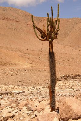 Типовой вид Browningia candelaris