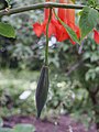 'Super Spot', immature fruit