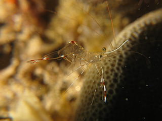 <i>Urocaridella</i> Genus of crustaceans