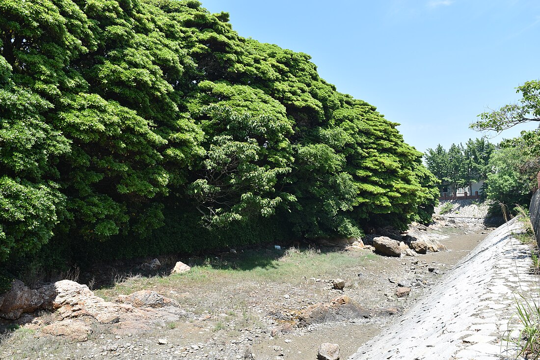 File:Buan Gyeokpo-ri Hubak Namu(Persera thunbergii) community 001.jpg