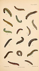 Figs 4, 4a, 4 b larvae in various stages Buckler W The larvae of the British butterflies and moths PlateLXXXII.jpg