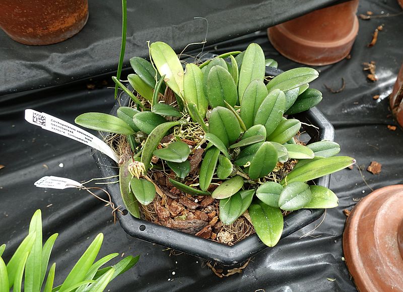 File:Bulbophyllum roxburghii (Cirrhopetalum sikkimense) - Lyman Plant House, Smith College - DSC01993.jpg