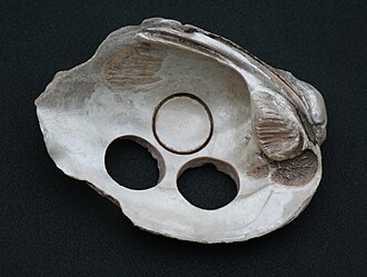 Freshwater mussel shell used for making buttons ButtonShell.jpg