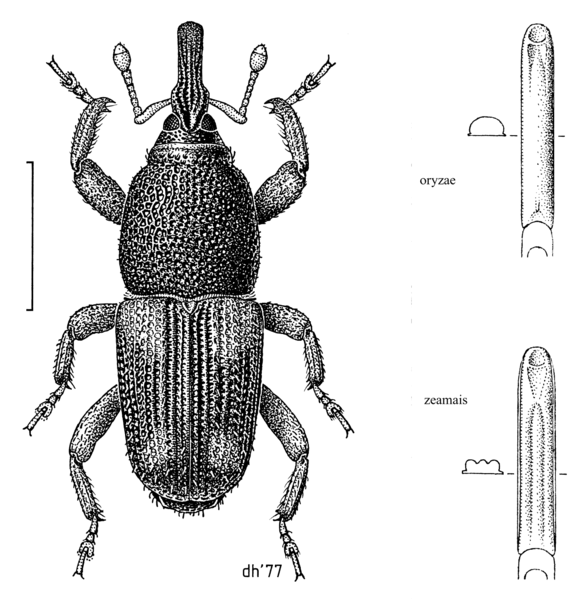 File:COLE Curculionidae Sitophilus oryzae.png