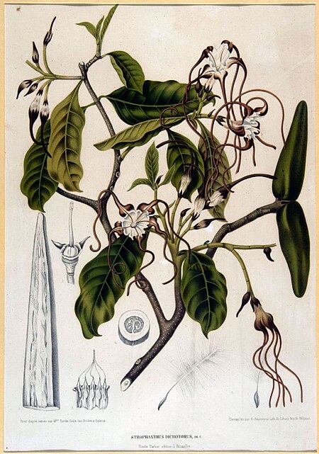 Tập_tin:COLLECTIE_TROPENMUSEUM_Het_blad_en_de_bloemen_van_de_Strophantus_Dichotomus_TMnr_3401-1687.jpg