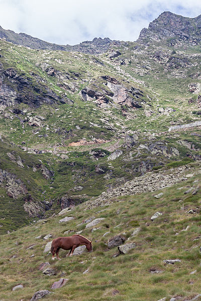 File:Cabalo no alto da Coma. Andorra 298.jpg