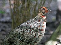 Tragopan, Cabot's Tragopan caboti