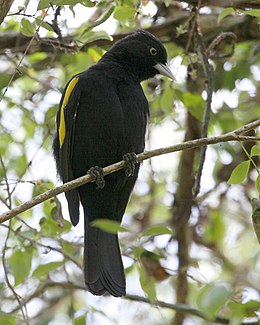 Aranyszárnyú kacika (Cacicus chrysopterus)