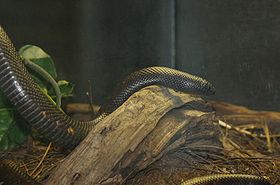 Calabar Serpent.jpg