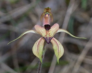 <i>Caladenia cardiochila</i> Species of orchid