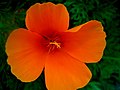 Eschscholzia californica