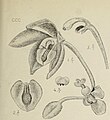 Callostylis rigida (as syn. Eria rigida) figure 300 in: Johannes Jacobus Smith: Die Orchideen von Java Figuren-Atlas - 4. Heft Leiden (1911) (Detail)