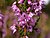 Calluna vulgaris (çiçek portre) .jpg