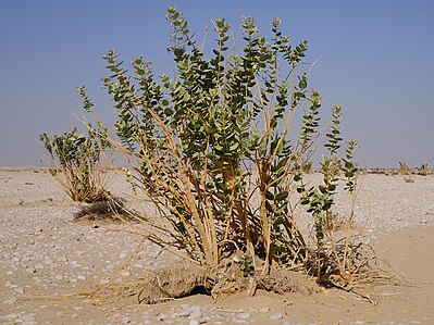 399px-Calotropis_procera_%281%29.JPG