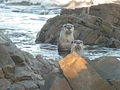 Cape clawless otters.jpg