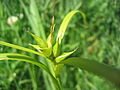 Carex intumescens üçün miniatür