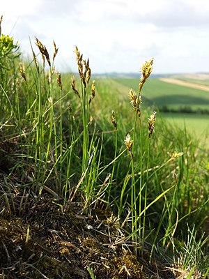 Early sedge (Carex praecox)