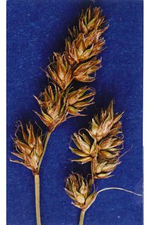 <i>Carex occidentalis</i> Species of grass-like plant