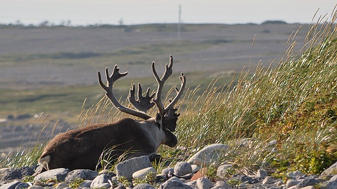 Caribou (Rangifer tarandus)