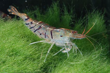 Креветка фото. Креветка Каридина тигр. Креветки Caridina sarasinorum 