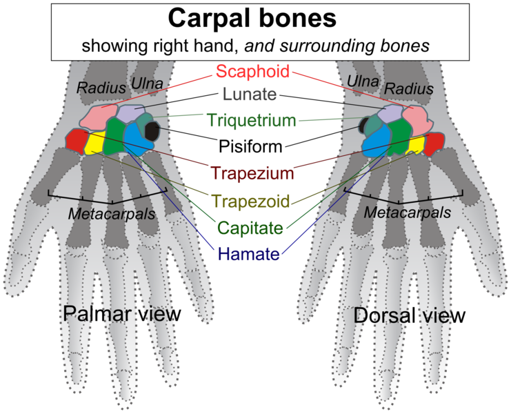 File:Carpals - english.png