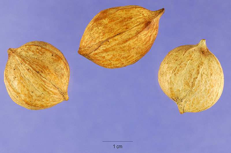 File:Carya tomentosa nuts USDA.jpg