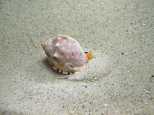 A snail digs in the sand