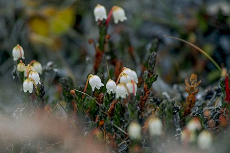 Cassiope tetragona