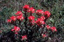 Castilleja indivisa.jpg