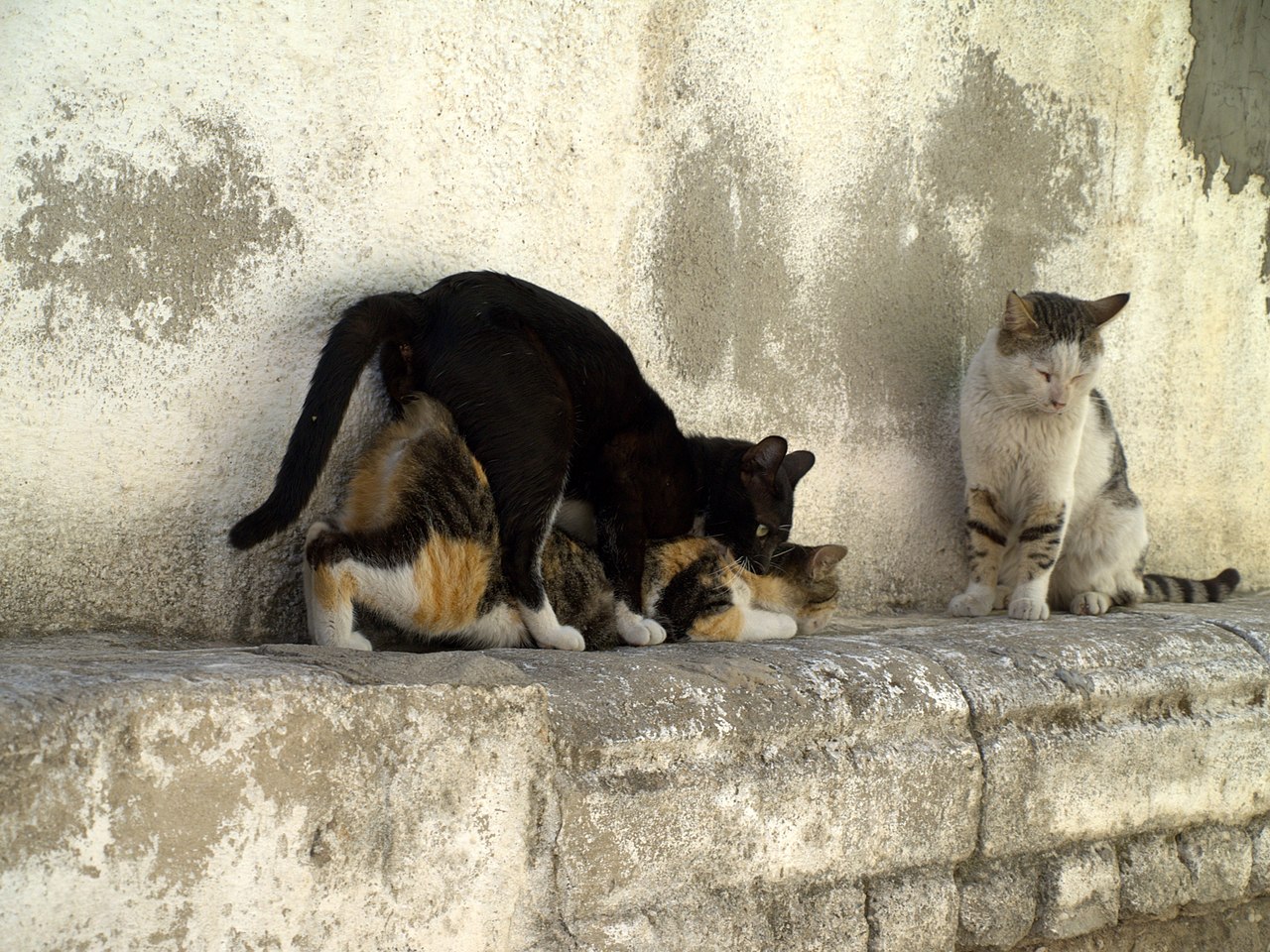 File Cats having sex in Israel jpg Wikipedia 