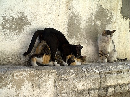 Fail:Cats having sex in Israel.jpg