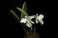 Cattleya mossiae white colour