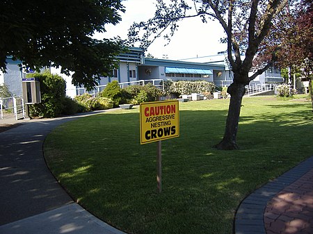 Caution Aggressive Nesting Crows sign.jpg