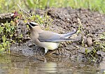 Thumbnail for File:Cedar Waxwing 5623m.jpg