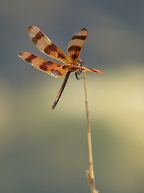 Popis tohoto obrázku, také komentován níže